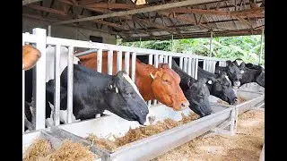 zero grazing