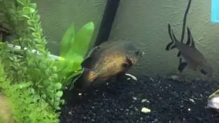 Oscar Fish Care Guide!