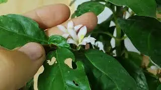 Митриостигма mitriostigma axillare
