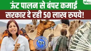 ऊंट पालन कैसे करें? खर्च, मुनाफा और सरकारी योजनाएं जानिए। Camel Farming। Camel Milk Benefits