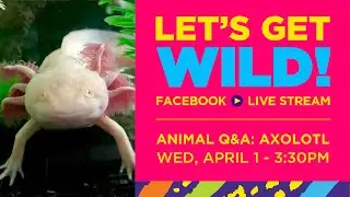 Live Encounter Featuring Ghost the Axolotl, Francis the Frog, Slytherin the Snake, & BT the Skink!