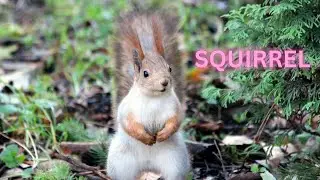 Squirrel Facts | Animal Lover | Wild Animals