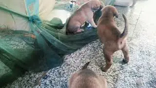 Poor poppy hungry. #pets #dog #wildlife #homelessdog #animals #natural #nature 