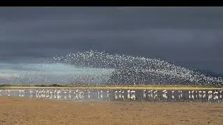 Cape. SA. Critically endangered Wetlands Bot River estuary-Overberg. 2025