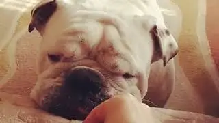 Winston e i Pop Corn Bulldog inglese