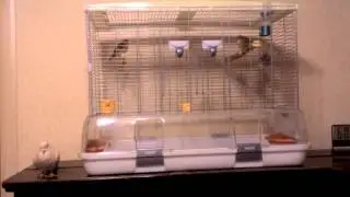 Cage for birds 