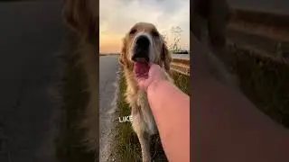 Saving a dog that was abandoned and hurt ❤️