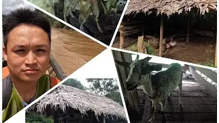 E huakaʻi hoʻi mai Burma a i ka ʻaoʻao Thai me nā wāwae wāwae ʻole ma mua o 10 mau kilomita.