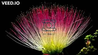 keys of moon - life blossom