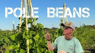 Pole Beans