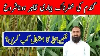 How to control loose smut of wheat || Bilal Kanju Official