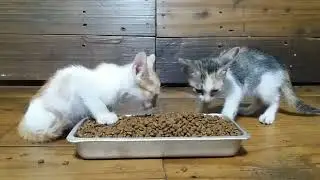 Kittens Eating Dry Cat Food (mini mukbang) | Purr Factories