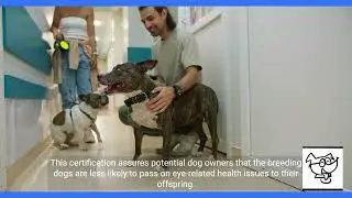OFA and CERF Testing for Breeding Dogs