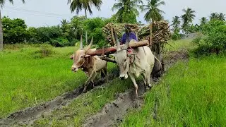 Bullock Cart mud stuck in heavy load sugarcane | ox video