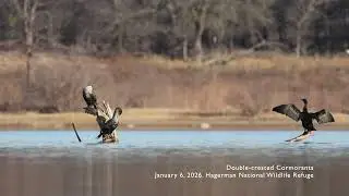 Relaxing Nature Video: Double-crested Cormorants