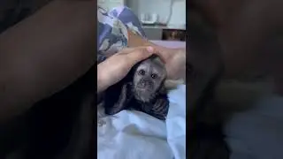 A little baby snuggled up close to mommy #capuchinmonkey #cute #monkey#adorable
