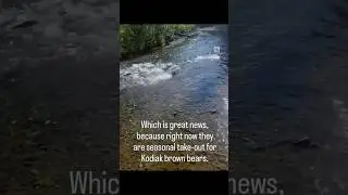 Pink salmon are the fastest growing species in the Pacific Ocean. Here they spawn in a local creek.