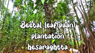 Green Gold of Karnataka | Betel Leaf Plantation at Hesaraghatta betelleaf #beetalleaf #paanleaf #3ಕಾ