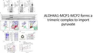 ALDH4A1-MPC1-MPC2 trimeric complex helps in pyruvate import #Code: 932
