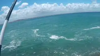 109cm Yellowtail Kingfish from the rocks