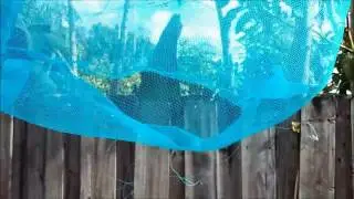 Repair a torn pool leaf skimmer - quick and cheap