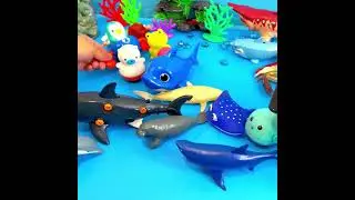 Find the Penguin! 🐧 A Fun Toy Matching Game