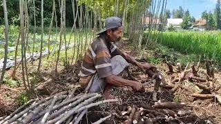 SMART FARMERS' TRICK: EFFORTLESS CASSAVA CUTTING WITH SHARP TOOLS! -farming techniques