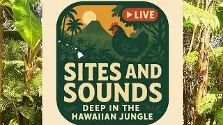 ASMR Sites and Sounds Deep in the Hawaiian Jungle PARADISE UNPLUGGED HAWAII is live!