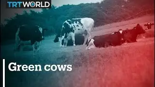 Turning cow burps into carbon credits