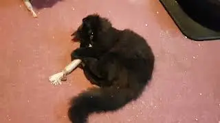 First Time cats playing with Silverine Sticks