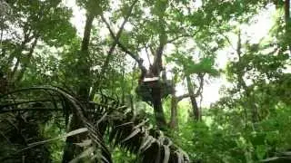 Monkey's eye view of the Daintree!