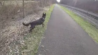 Hiking with a Wolfdog | Train Tracks (Pt.1)