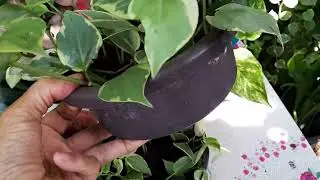 Plantas dica de cultivo peperonia variegata. 