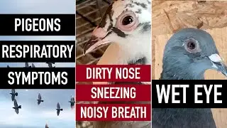Pigeons Respiratory Symptoms: Inflamed Wet Eye, Dirty Nose, Sneezing, Noisy Breath