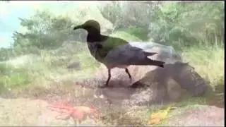 Show us the straight way,