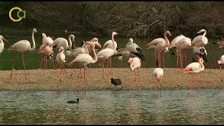 Suelta de aves en La Cañada de los Pájaros
