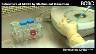 Subculture of hESCs by Mechanical Dissection