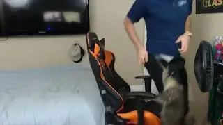 Cat Attack - New President of 2017 Shiba (FULLVERSION)
