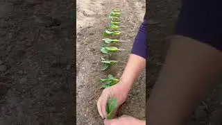 with this tool you can plant vegetables faster and in greater quantity #vegetables #shortvideo #fypシ