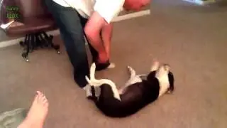 Cats and Dogs Just Don't Want to Bath Compilation 2014 NEW HD