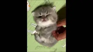 Kitten Sisters' Playful Adventures - Daily Fun with Cute Kittens!#CuteKittens  #FunnyKittens