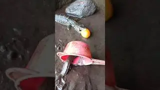 HE TOOK MY TOMATO - SNAKEHEAD FISH #shorts #fish #channa #viralvideo