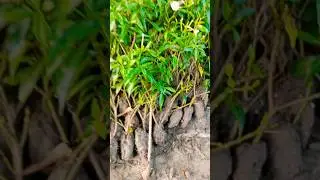 cutting growing chandani plant