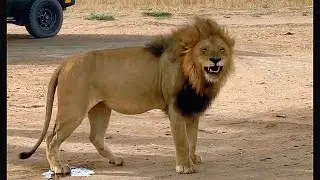 Sababora Male Lion | Aggressive Males of Serengeti | 20 November 2025