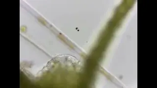 Hydra viridis