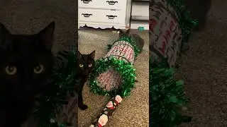 I was trying to wrap Christmas gifts&hellip;#catfighting
