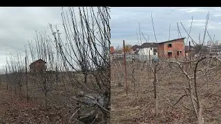 Am tăiat 100 de meri și peri palisați pe sarma✅🍏🍐🍎