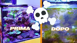 Morto tutto in acquario??? Com'è stato possibile?!!