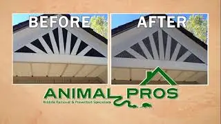 Animal Pros - Wildlife Removal in Nashville - Animal Removal