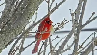 Rare half male, half female cardinal spotted in Pennsylvania